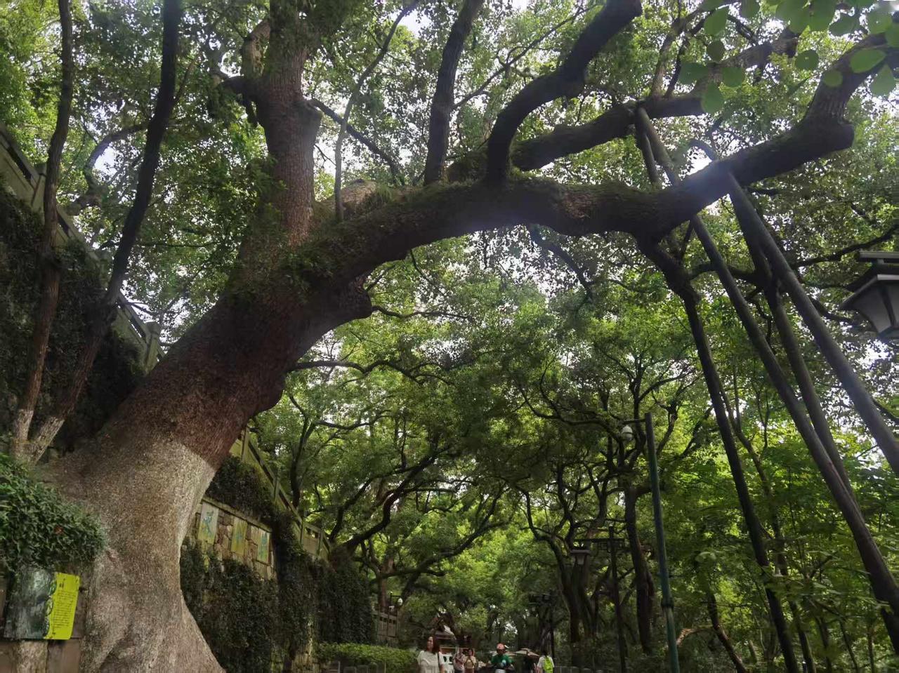 晒图笔记大赛一棵古老的香樟树，经历了无数次风吹雨打，也见证过无悲欢离合！秋日生活