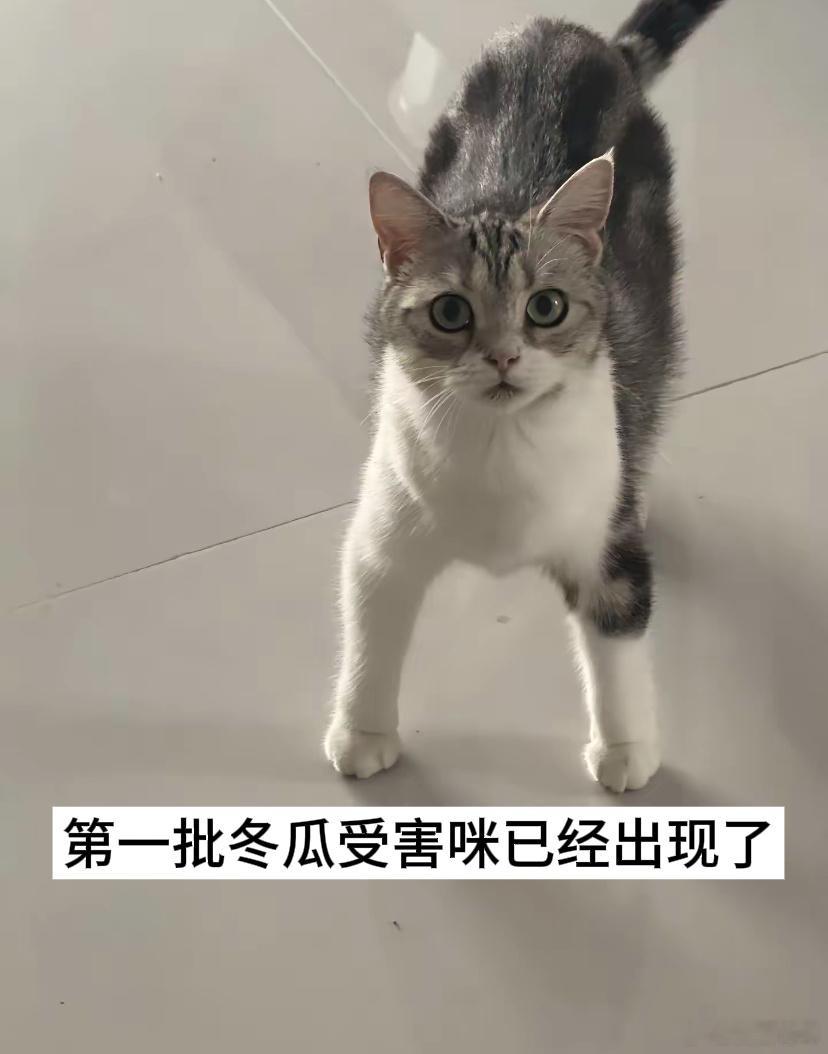 第一批骑冬瓜的受害咪出现了
