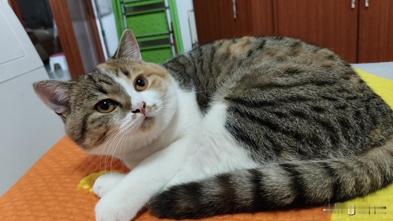 晒图笔记大赛 我家的彩狸三花猫。这只十个月大的三花猫嘴馋，肠胃皮实，没多长时间就