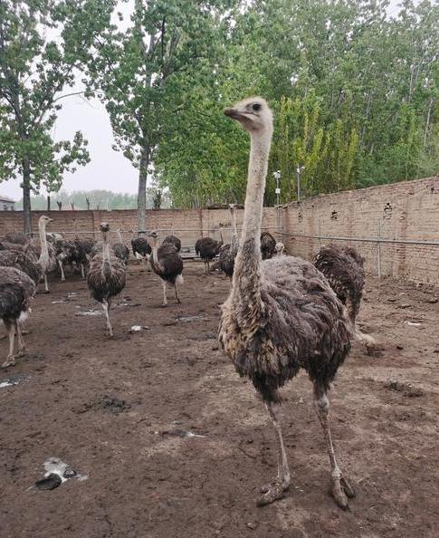 上世纪末，我国专家建议用鸵鸟，取代部分猪、牛、羊等牲畜的养殖，并认为鸵鸟将成为人