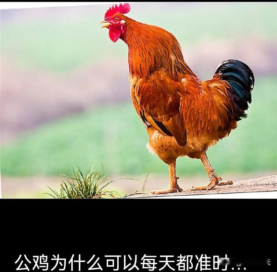 怎么样制止公鸡打鸣？
《今日头条》热榜有一则消息：女子嫌公鸡打鸣吵醒了自己，一气