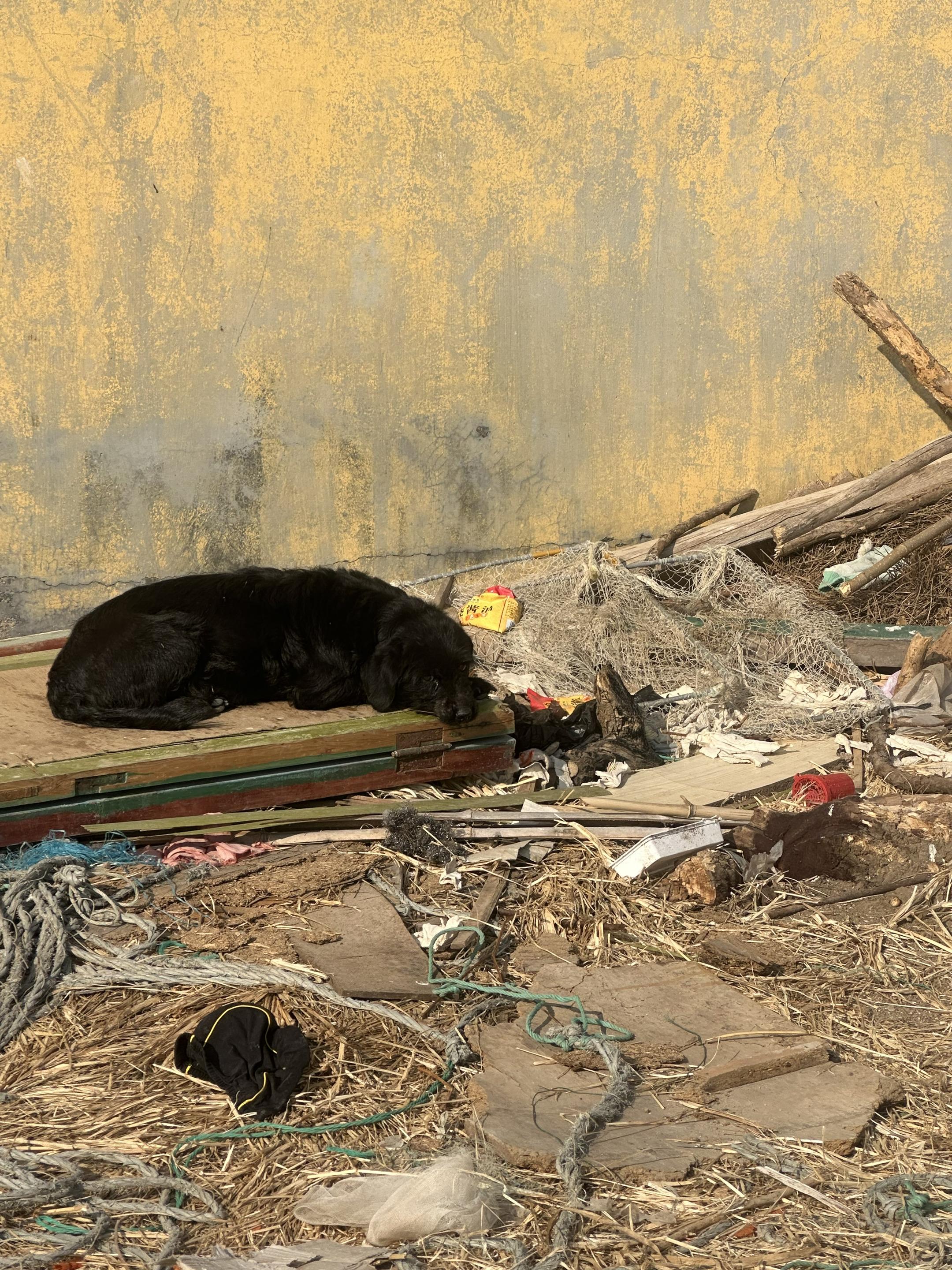 这是小狗的嘴巴被坏人给缠上了，它在静静地等死