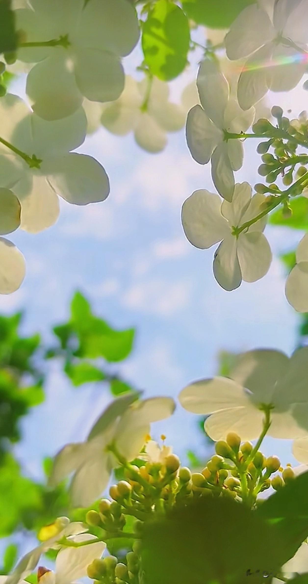 阳光穿过琼花的花瓣，把春日的温柔都揉进了这抹纯白里，风一吹，连空气都裹着清甜的气