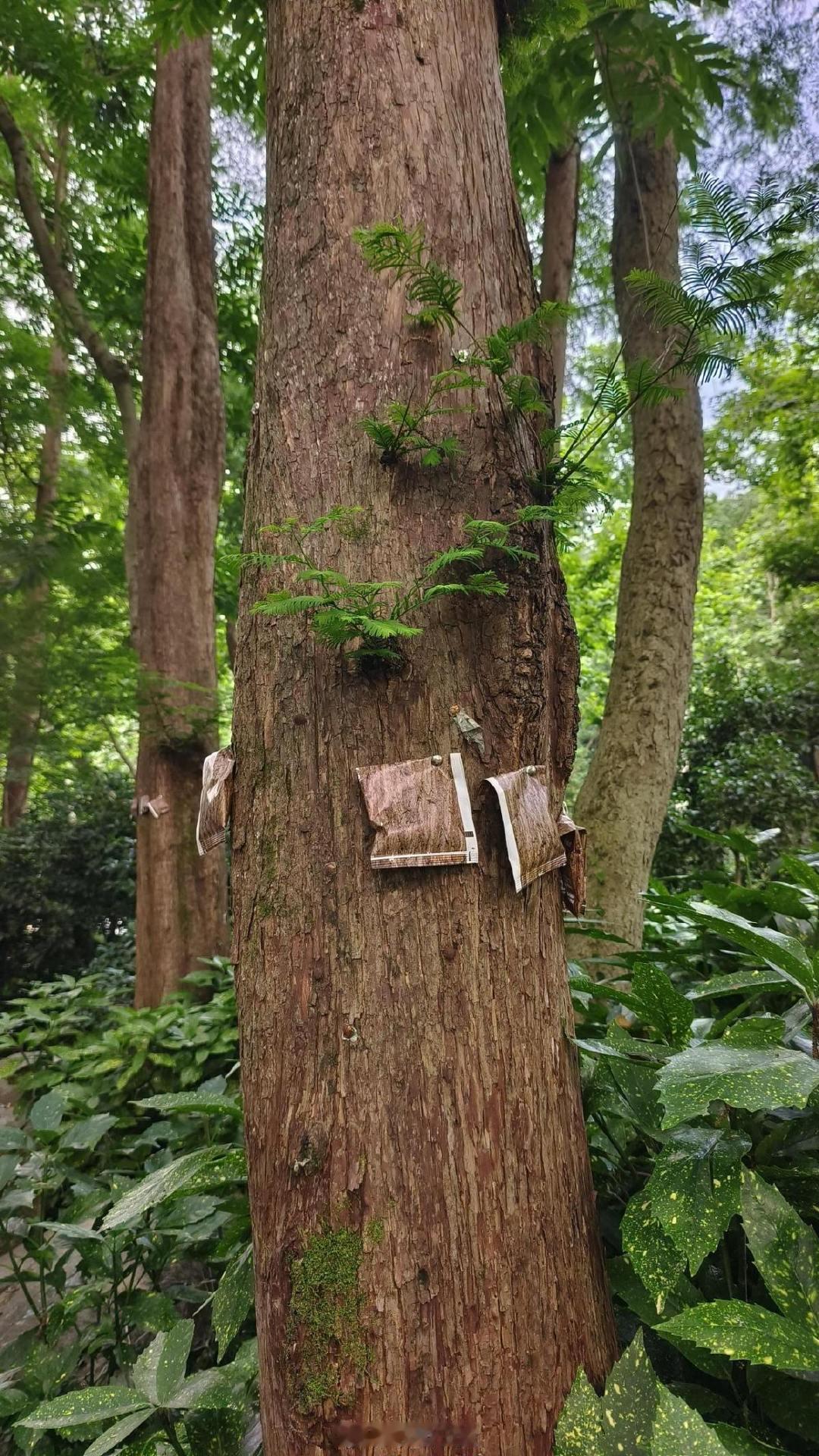 宁波巧用生物妙招守护城市绿化树木 近日，杭州西湖景区树木上的神秘小包引发网友热议
