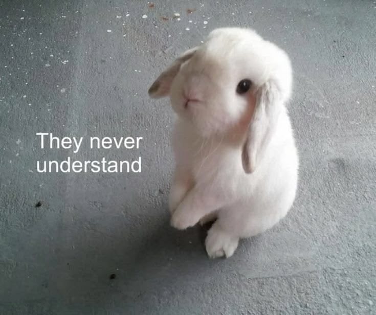 审兔积累 ₍ᐢ..ᐢ₎ ​​​