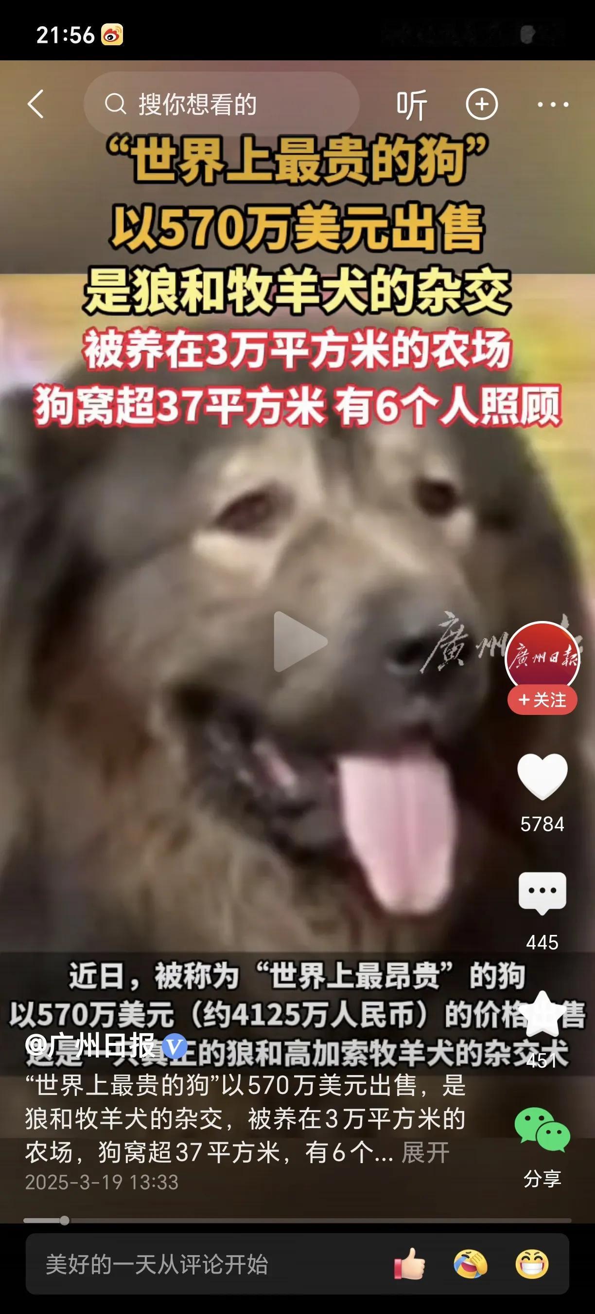 太不可思议了！一条狗竟然卖了4100万！近日，一条狼和牧羊犬的杂交狗竟然卖了47