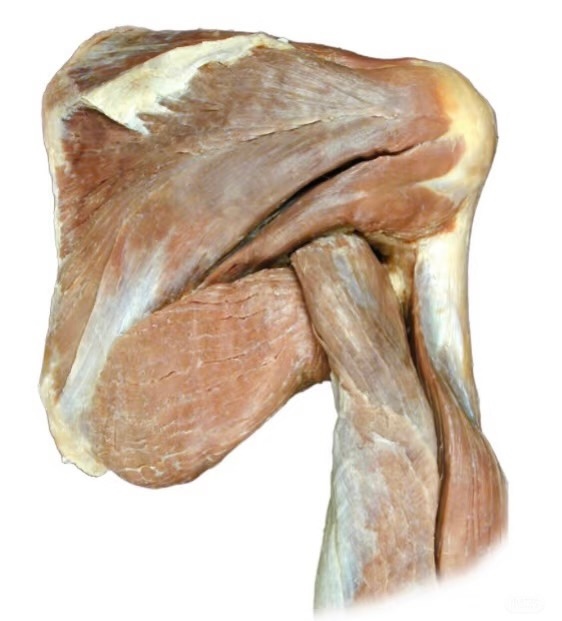 运动康复 课代表们，来猜猜，这是你的哪个部位？