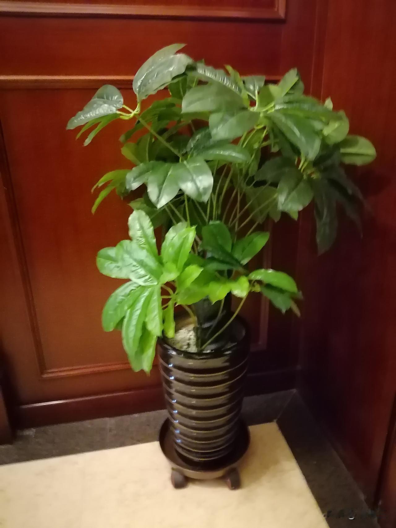 很幸运地遇到写手大神，流浪的蛤蟆。他写了26年，全年无休，每天都写。他说，网络写