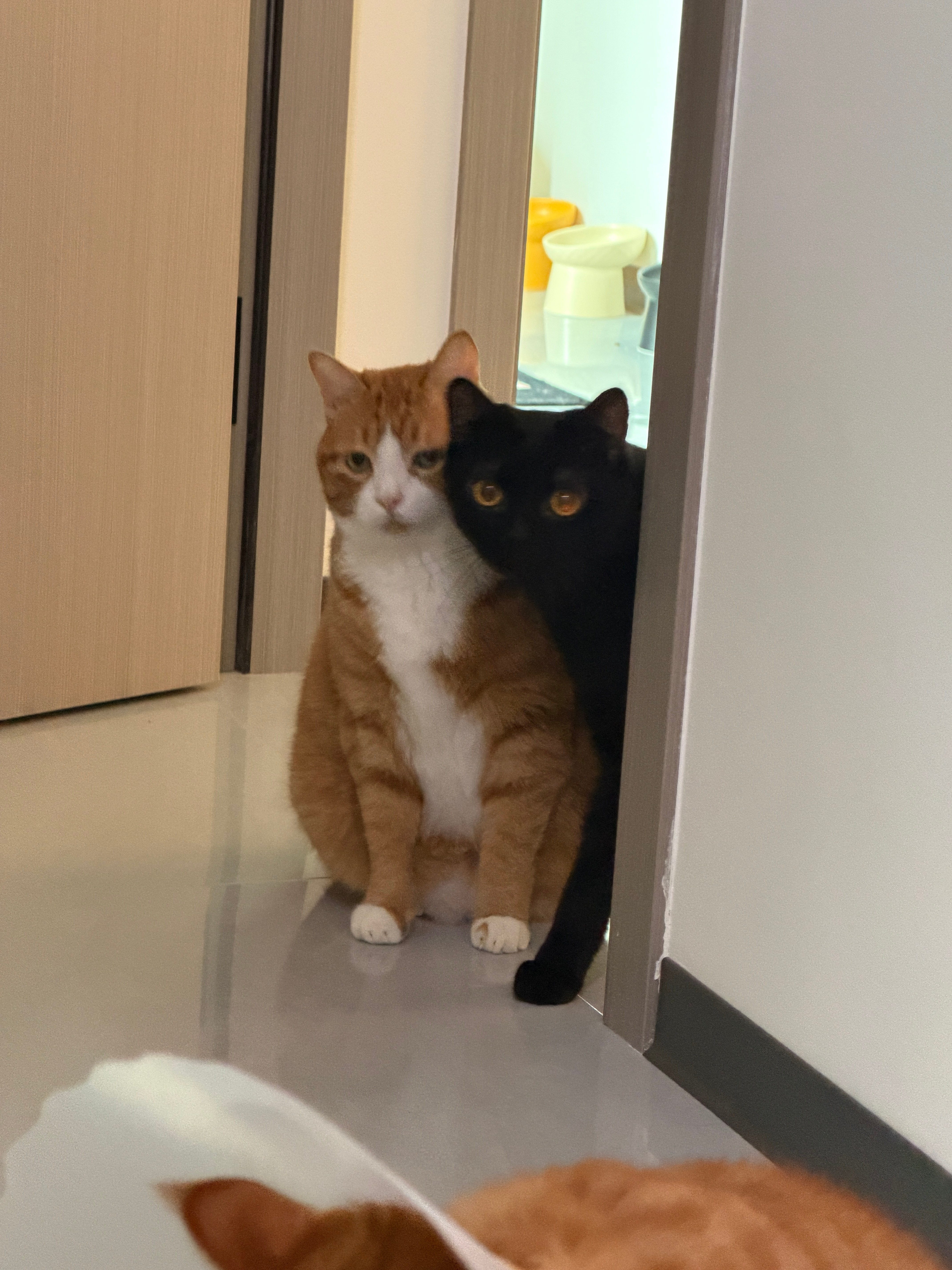 姐姐喂猫条，这俩有点害怕又很想吃咪包奇[超话] ​​​