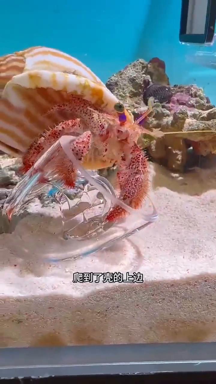 朋友们，今天我竟然拍到了寄居蟹换壳的全过程。自从这只寄居蟹见到这个壳之后就一直没