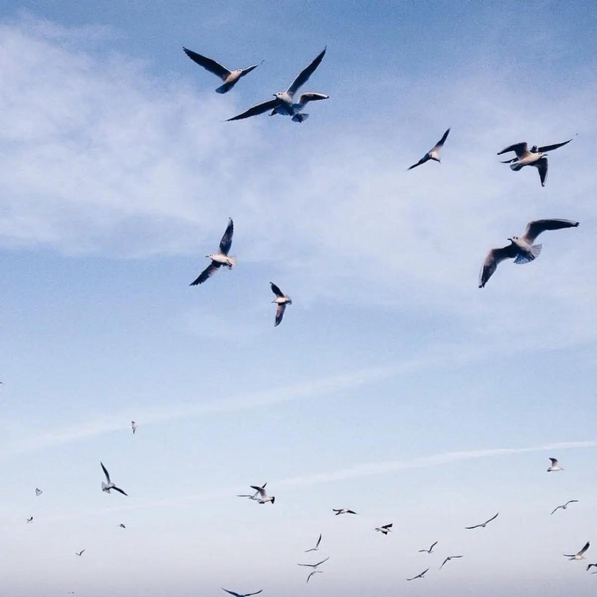 鸟最大的好处就是飞哪里垃哪里.