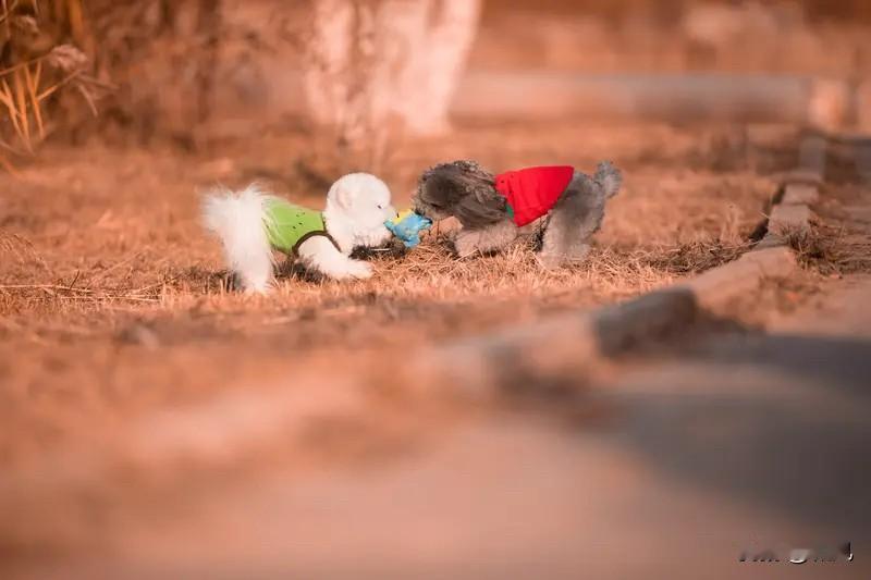 看了今年的春晚，才知道之前当玩笑看的机器人，现在已经可以当玩伴了。

据说现在高