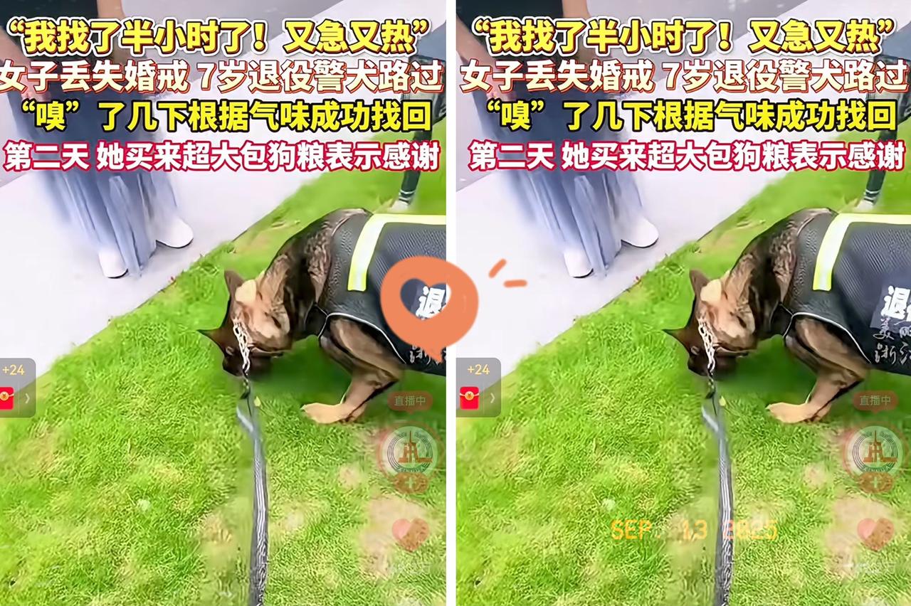太厉害了！女子婚戒丢了，在大太阳下找半小时急得满头汗，结果被只7岁退役警犬几分钟