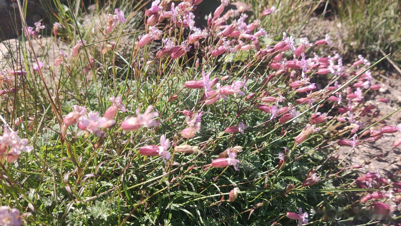 鹿角梁被驴友称之为秦岭保存最为完好的一片净土，要想到这里可不那么容易，来回26公