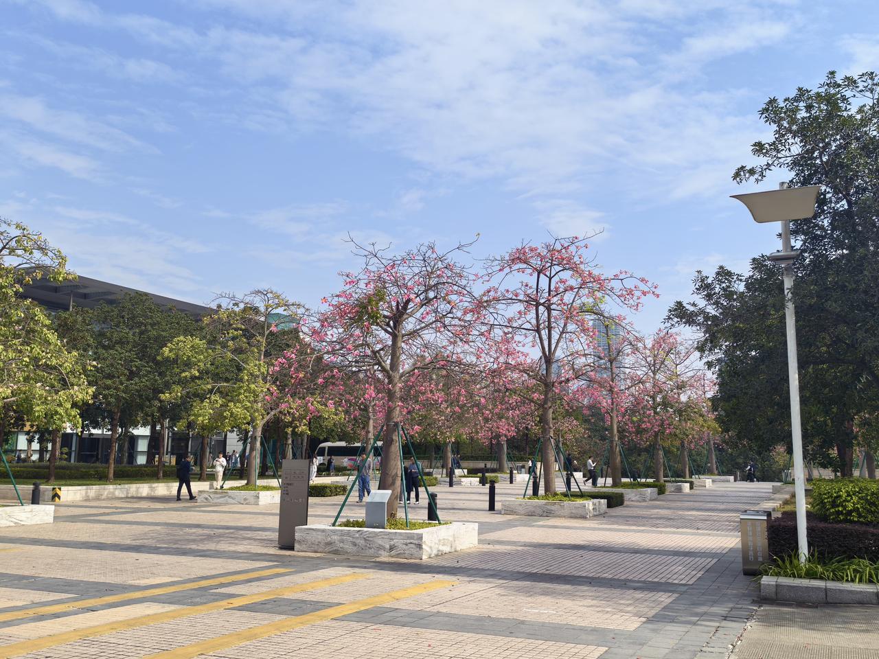 谁有花草照片，可以晒下吗这就是十冬季节的深圳，粉红色的异木棉花太美了。