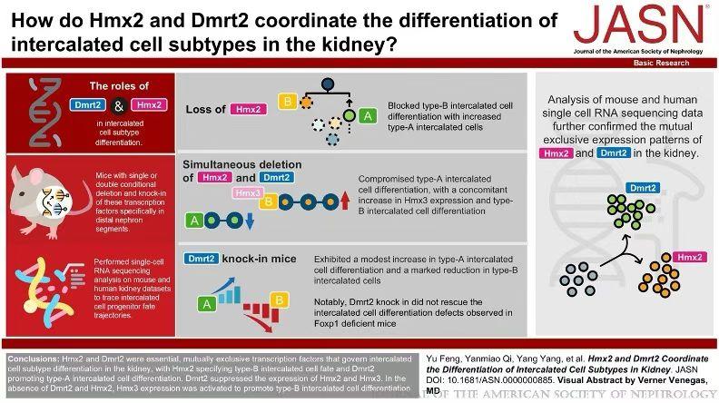 与几个踏踏实实的研究生一起为认知体液酸碱平衡调控的分子调控添一小块砖[烟花][烟