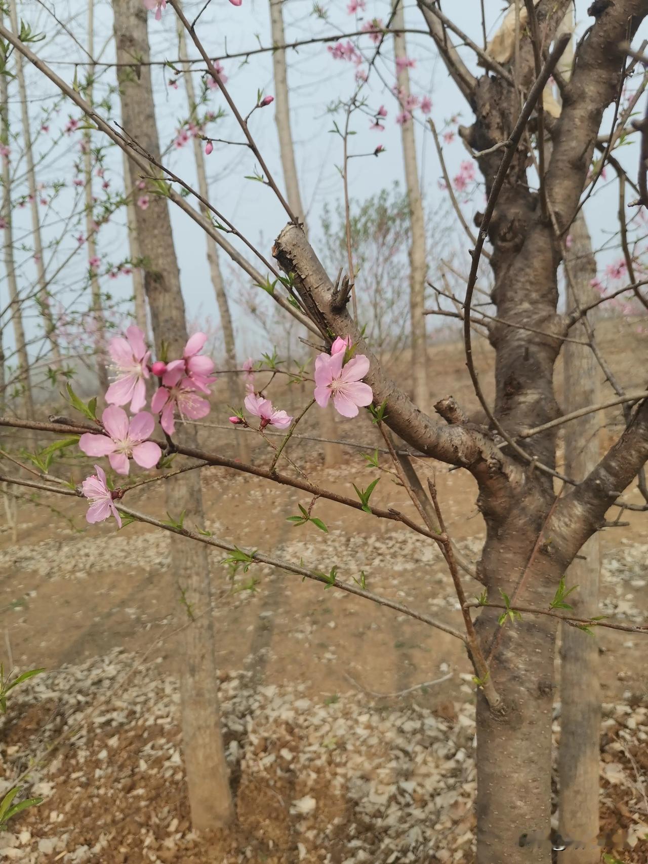 #春日生活打卡季#
老公是干绿化工程的，现在是旺季，经常会找一些五六十岁的男工干