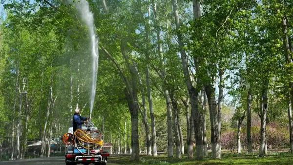 杨柳飞絮本质上是杨柳雌株种子及其附属绒毛在“繁衍后代”，当春季气温升至20℃以上