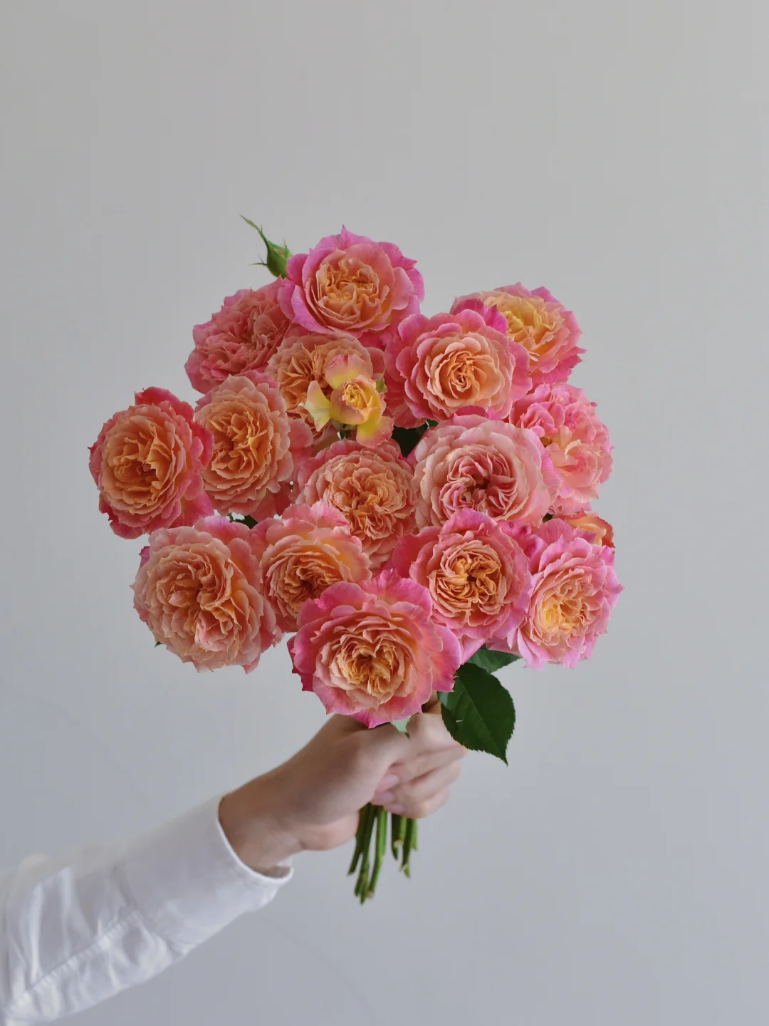 花栖玫瑰园·温暖