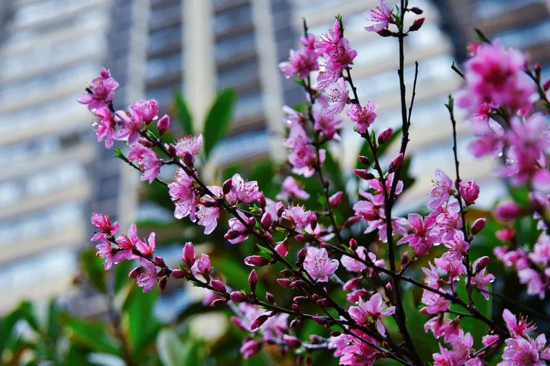 《桃花运到》
桃花树下接瑞祥，
才貌俱佳梦幻郎。
展望前景福运至，
抱得玉环喜还
