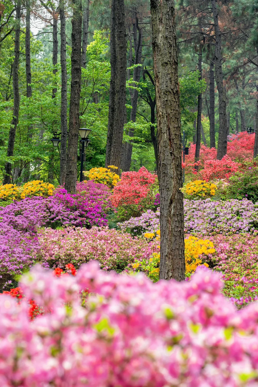 杭州的春天已经nextlevel…莫奈花园封神了