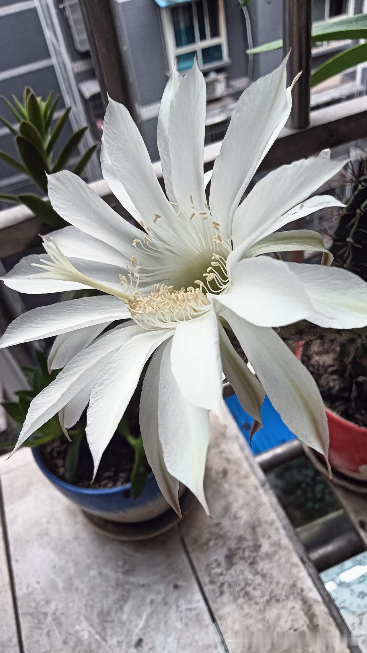 守着这盆带刺的圆球熬过春夏秋冬，平日里它总安安静静蹲在红陶盆里，满身硬刺，一副不