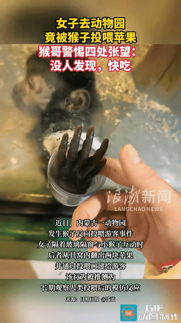 “大方猴！”内蒙古，一女子去动物园玩，摸着小猴子的手说自己想吃苹果，让小猴子去自