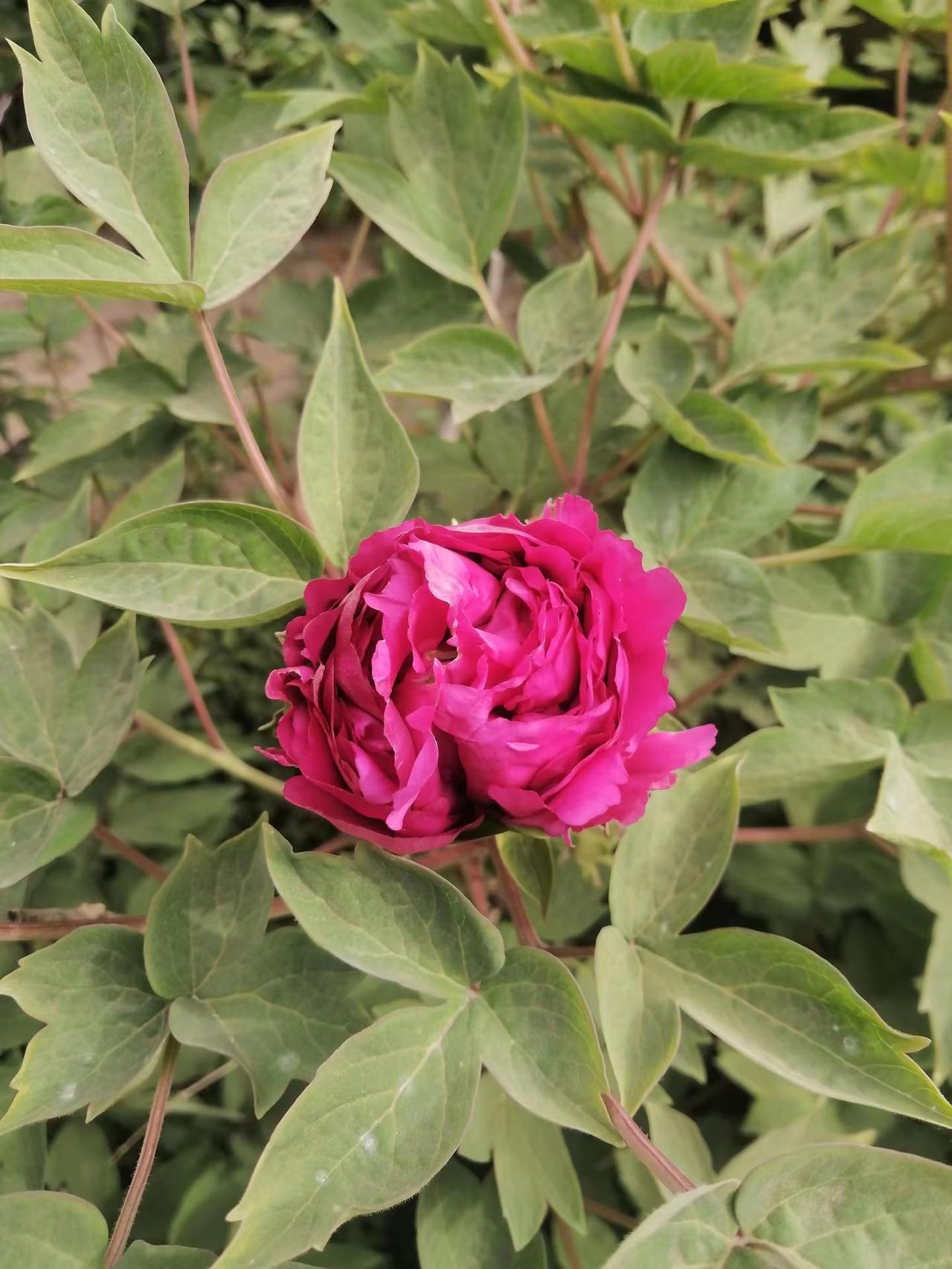 花中之王，牡丹花，漂亮。