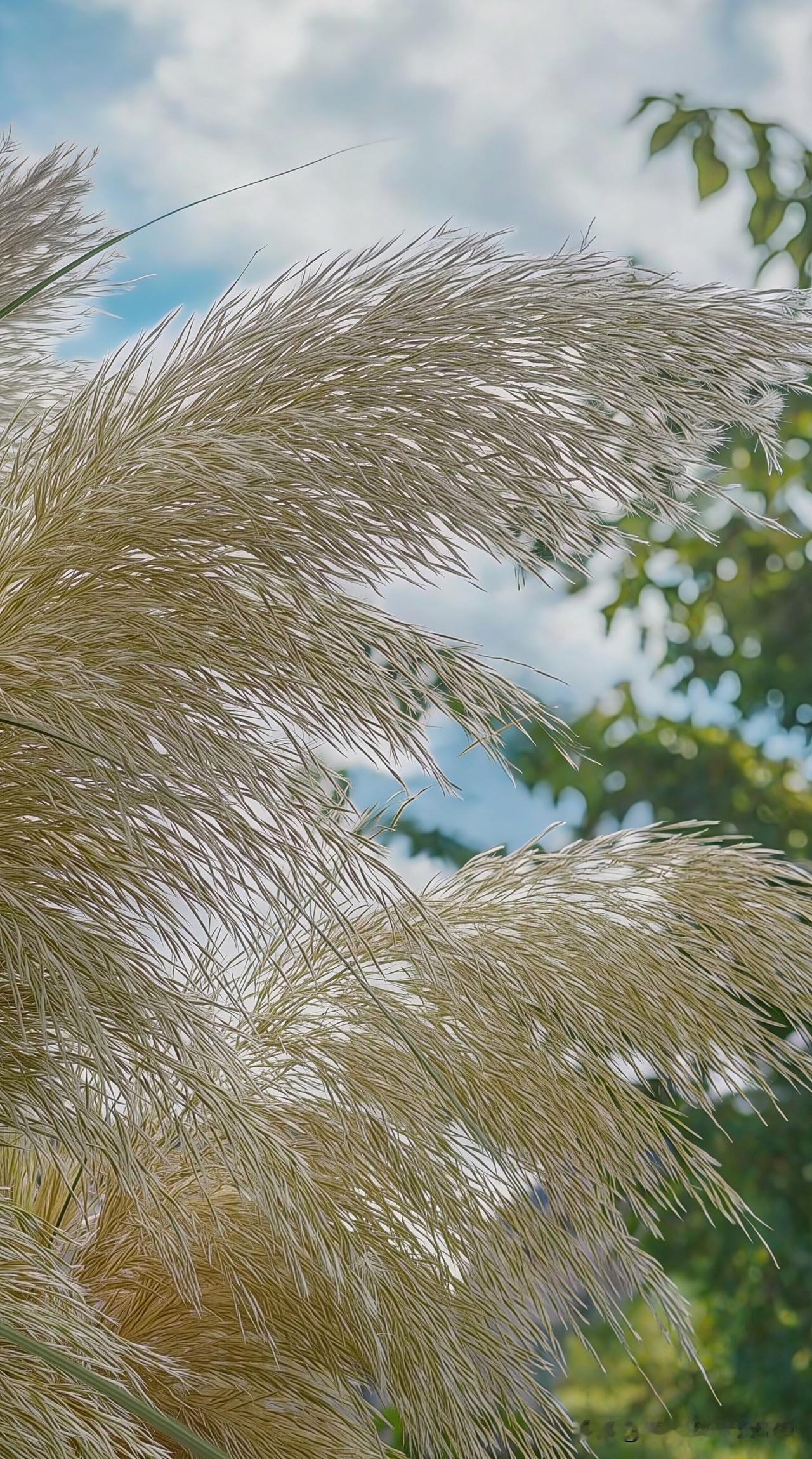 微风吹过，草丛轻轻摇曳，瞬间把人拽进两种完全不同的秋日浪漫里。
上个月刷到太原清