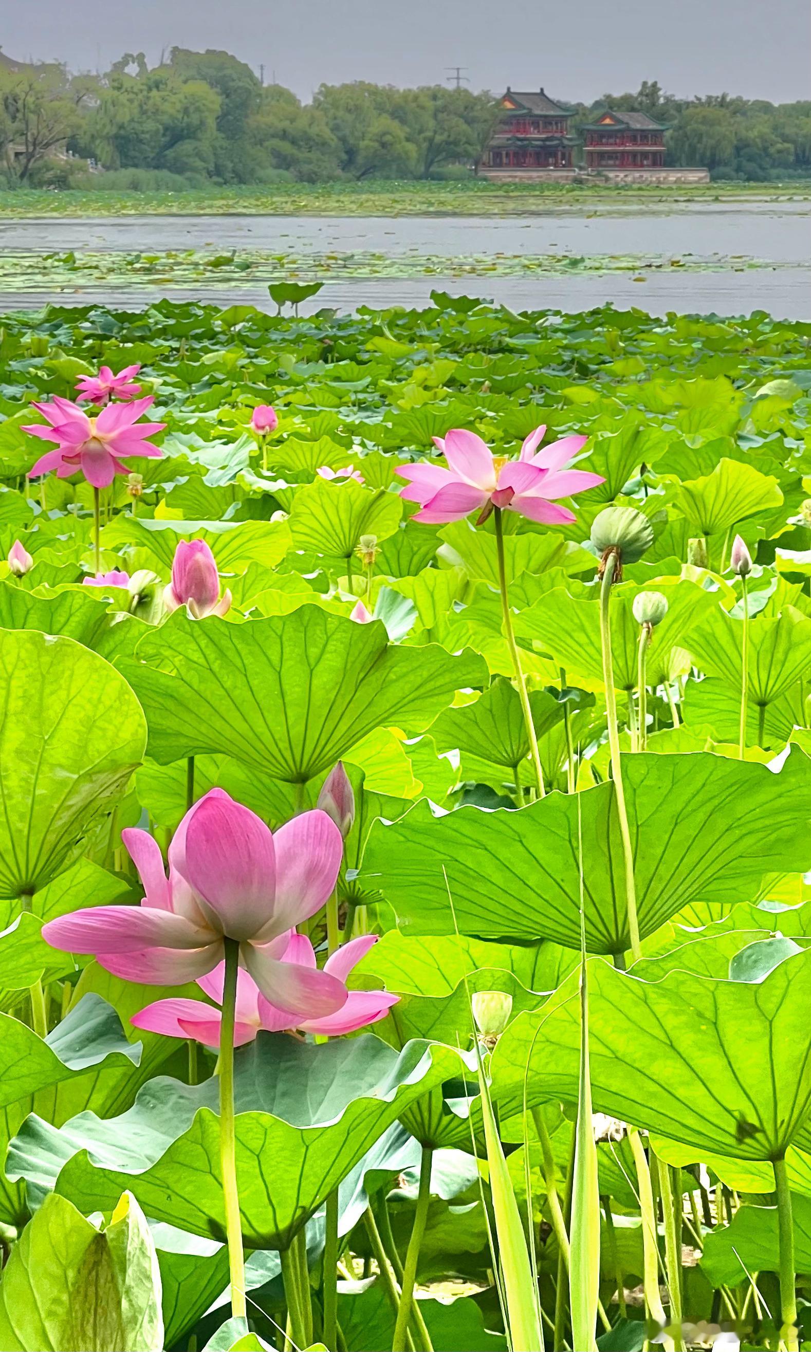 颐和园 荷花香摄影​​​
