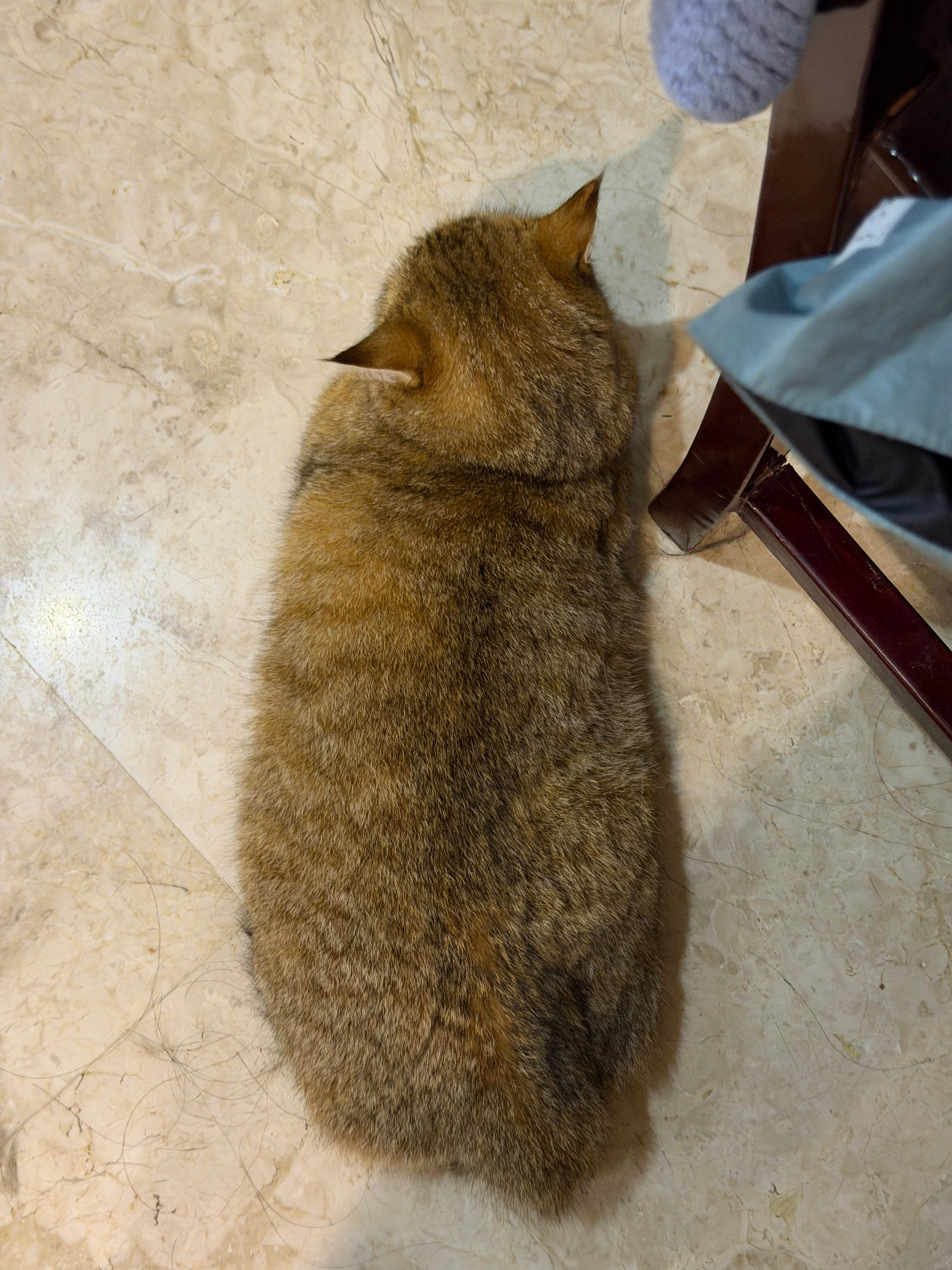你们觉得小丽会变成魔童那样的大胖猫吗注：现在小丽不胖，只是毛很蓬松，只有7.5斤