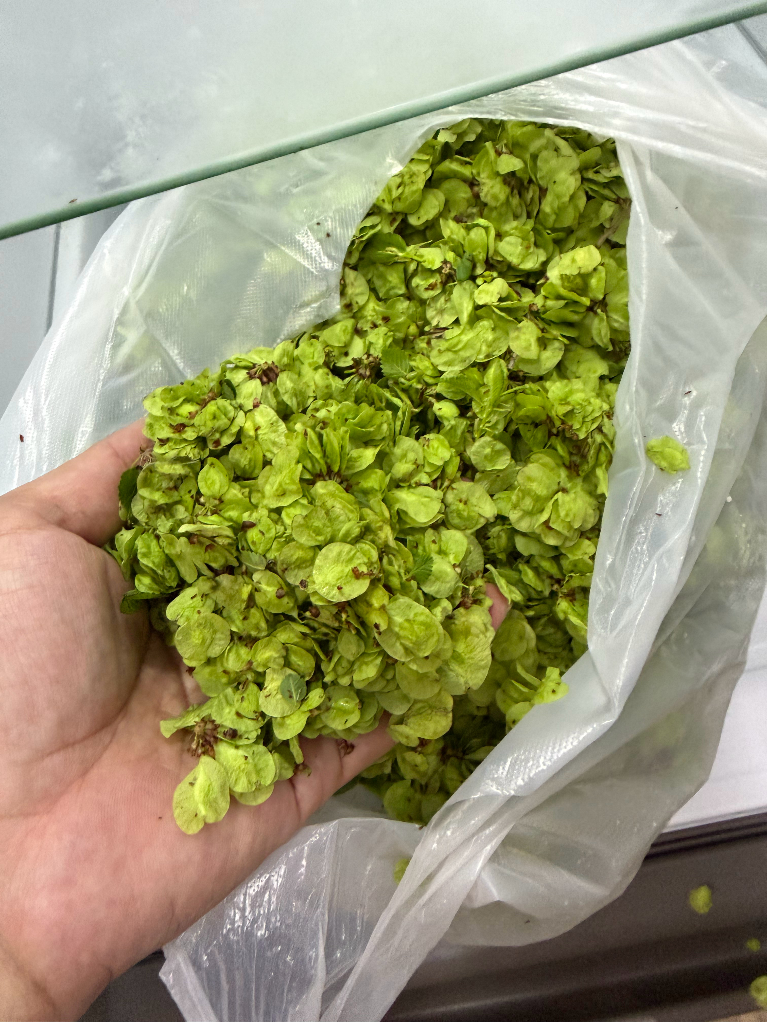 从网上买的河南硬菜到货了，榆钱，25元2斤，下午蒸榆钱窝窝头 