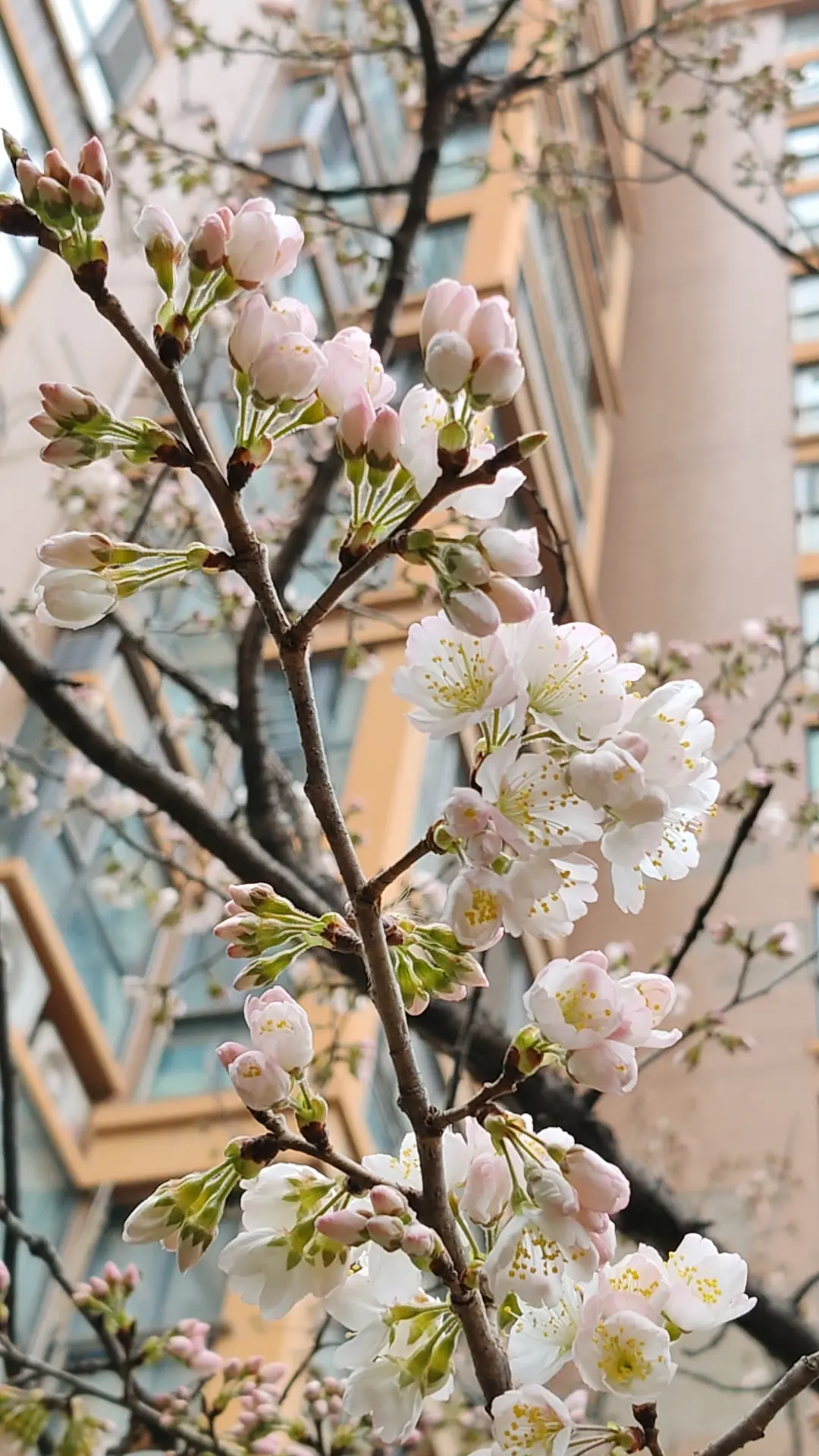 春天花开报消息。       春天盛开吉祥花！