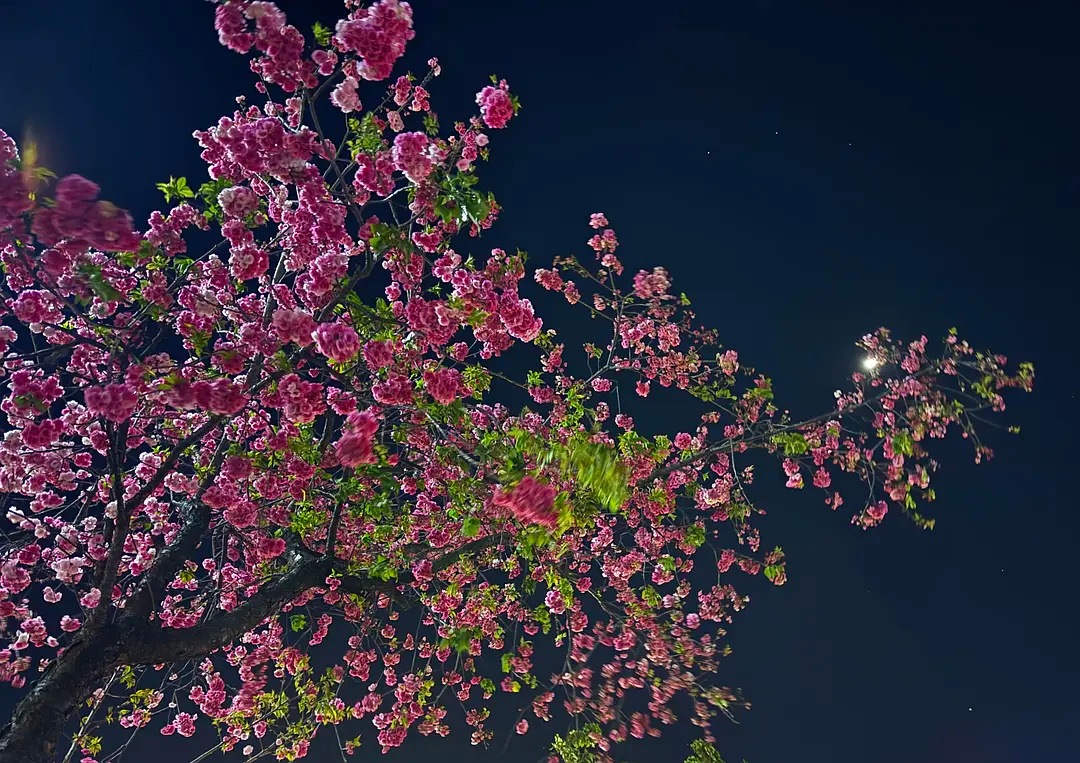 昨晚夜色中，路灯为花瓣镶上银边，每一步都踩碎了夏夜的星光。蓦然驻足，暗香牵着衣角