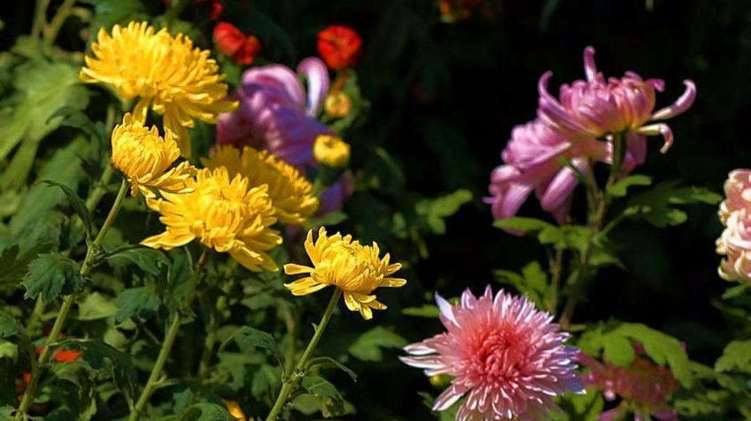 冷霜刚给梧桐叶镶上银边，
菊丛就打翻了调色盘——
金黄的阳光揉碎成绒球，
粉紫绸