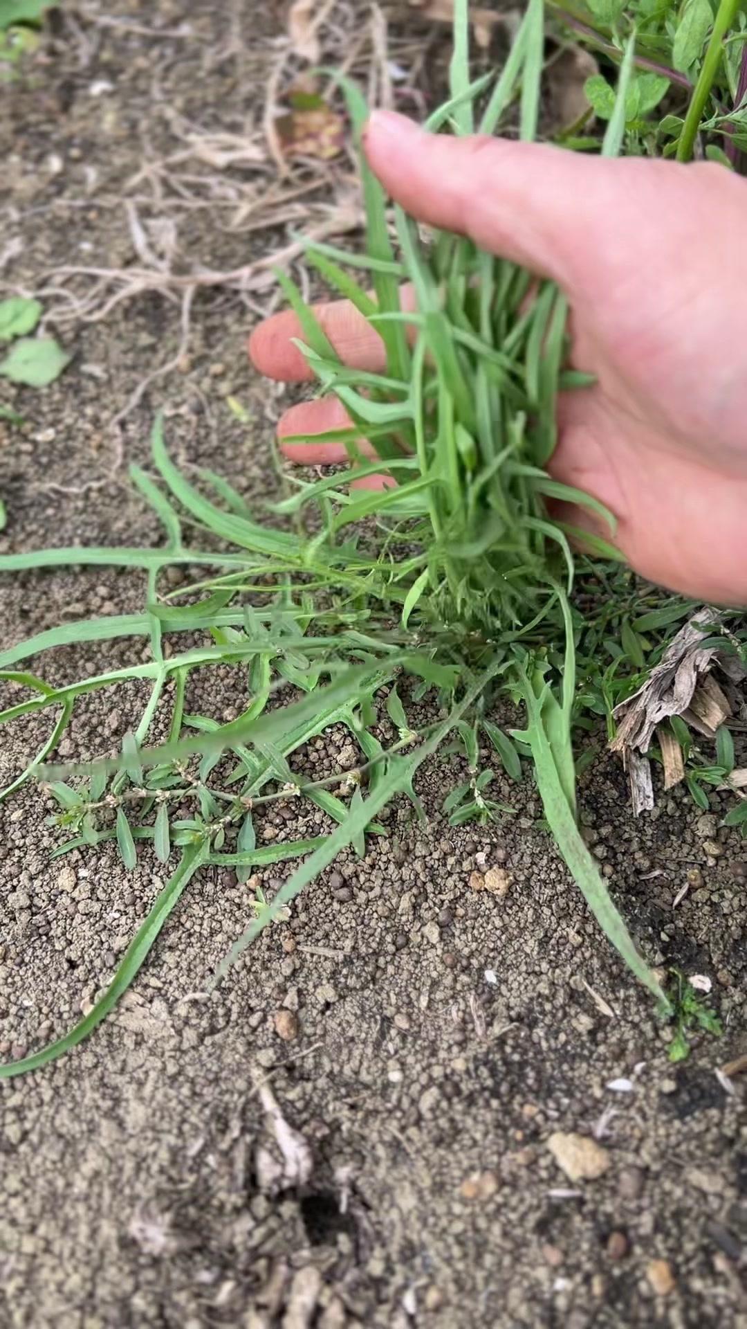 身体比天气预报准？这种植物全身是宝！🌿身体比天气预报准的人，一定要认识这种植物