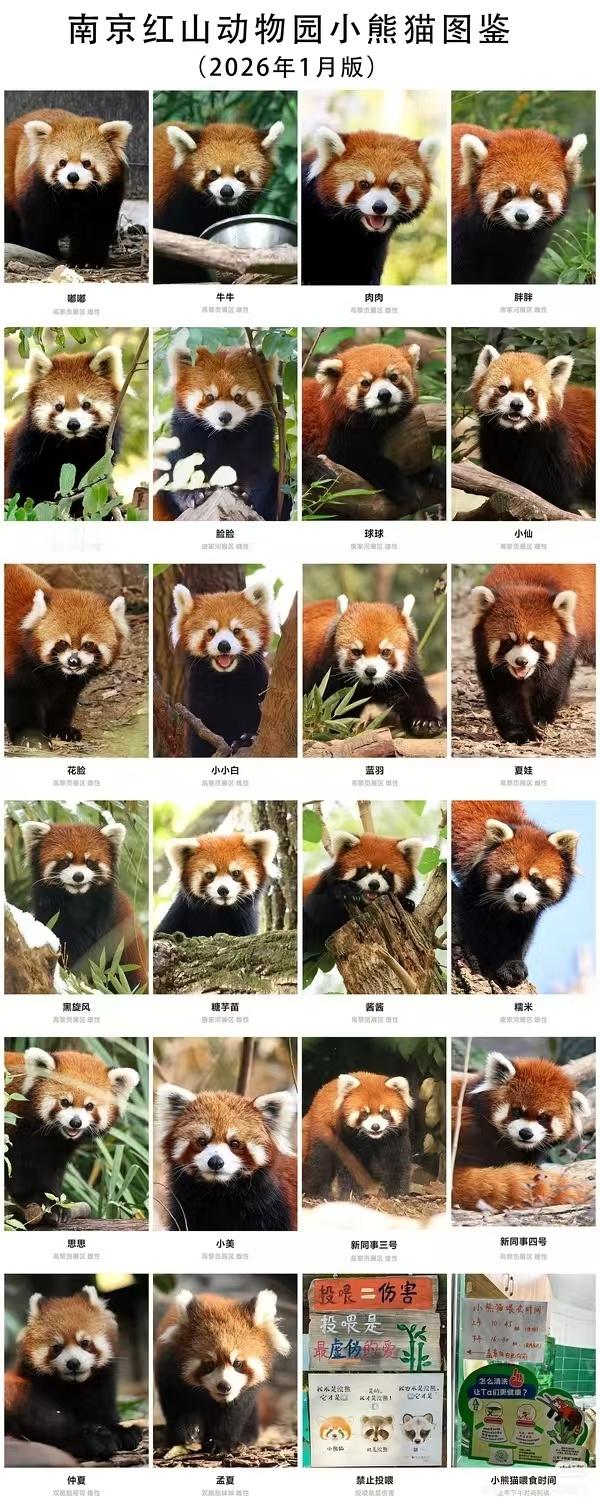 宝贝，在南京有空去动物园玩儿的话，和这么多可爱的小熊猫合个影吧？