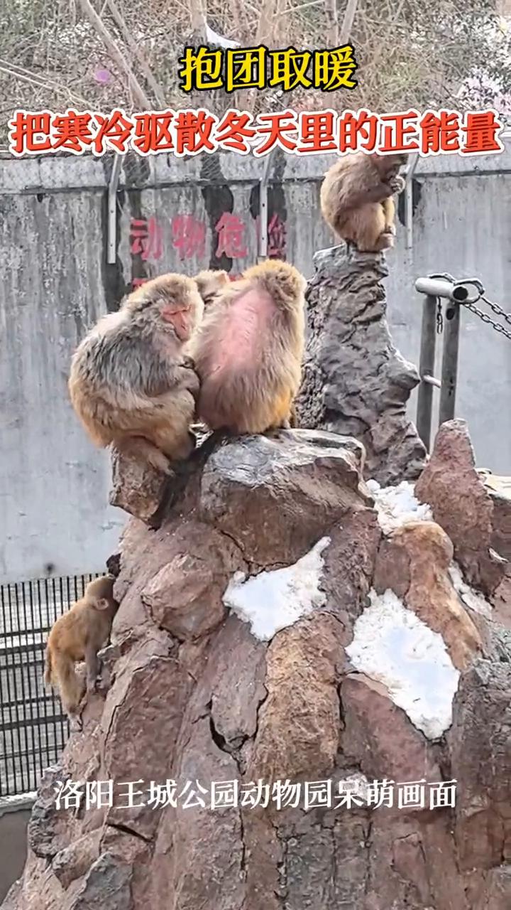 抱团取暖，把寒冷驱散冬天里的正能量。
洛阳王城公园动物园呆萌画面。