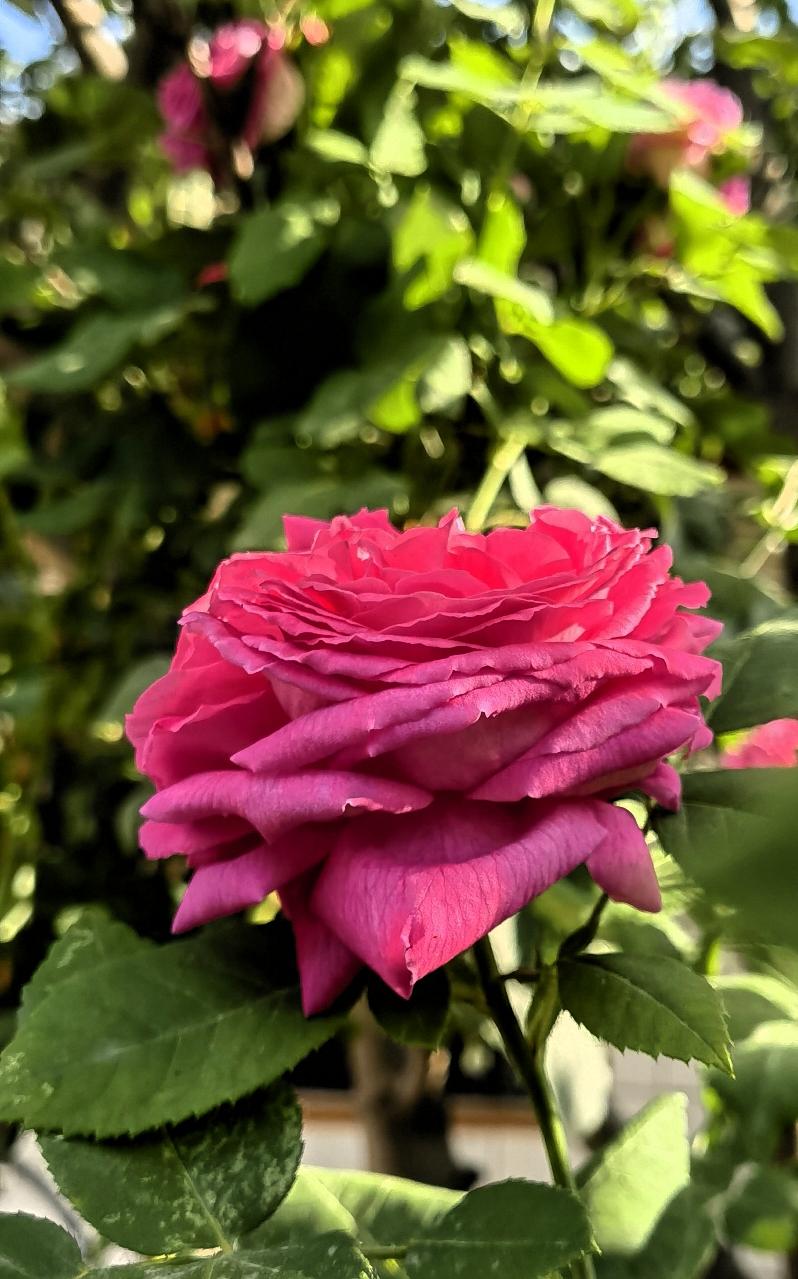 粉霞映日，花影摇曳。