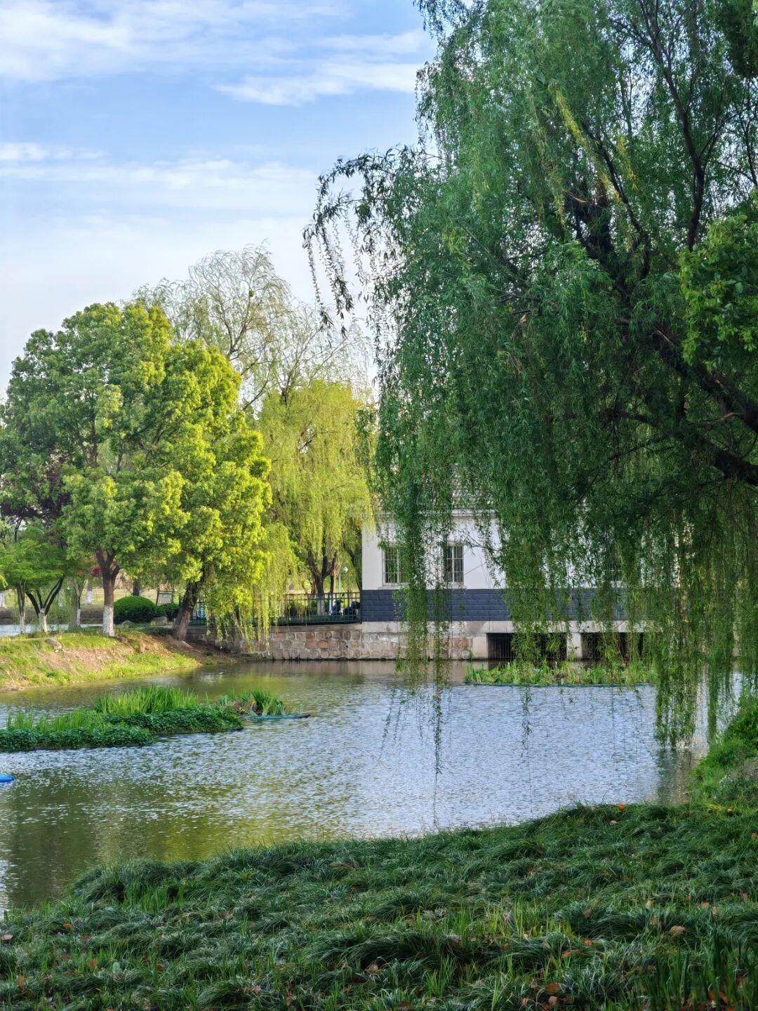 最近昆山的小伙伴们，日子不太好过。

不是因为天气，而是因为——飞絮“暴雪”提前