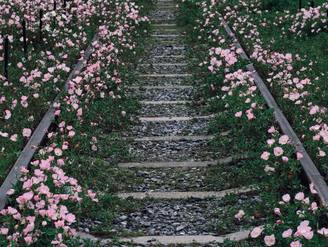 🌸谁懂啊！武汉的春天也太浪漫了吧开学季 和平公园的蔷薇花直接开成了童话世界！百