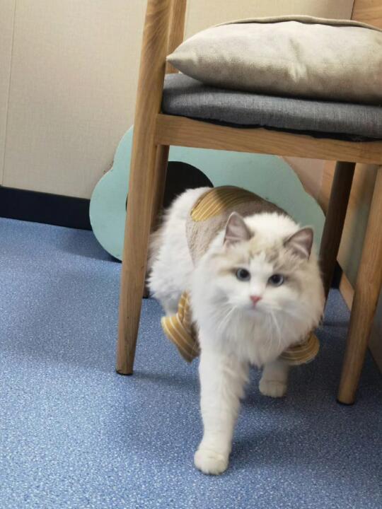 家人们谁懂啊！被两脚兽拉去打疫苗了