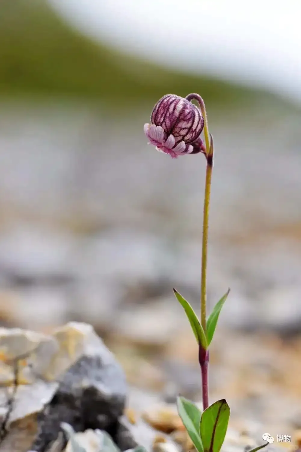 高山上的小花灯：宽叶变黑蝇子草