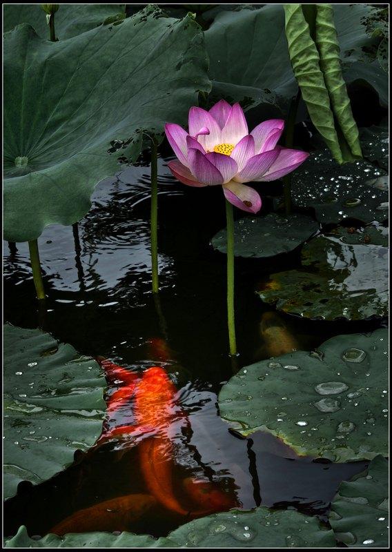 夏凉浅浅，花香作伴。入夏雨丰，万物并秀。
一叶碧绿漾清夏，一纸书卷纳凉风，眼中有