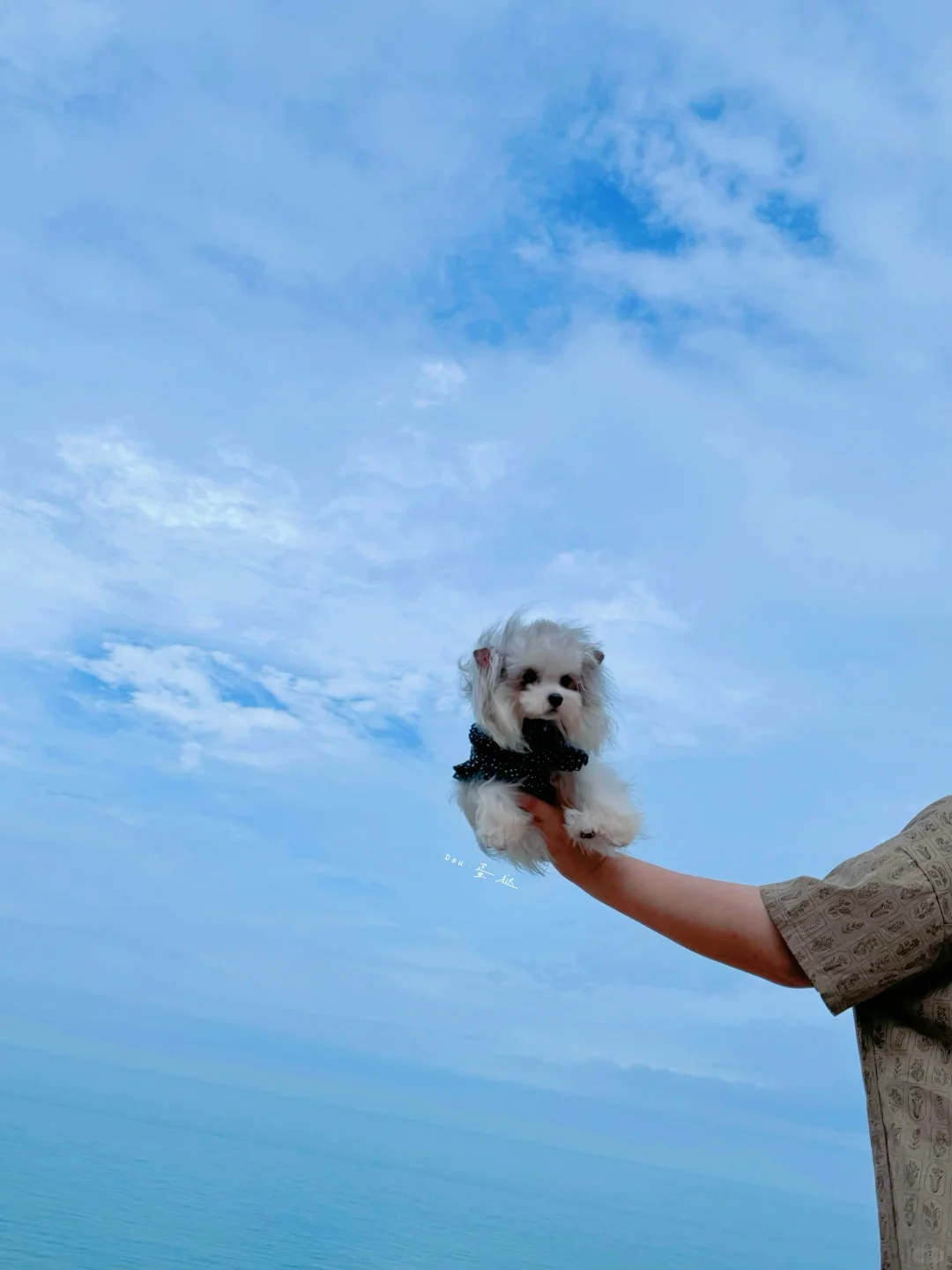 属于小狗的山海