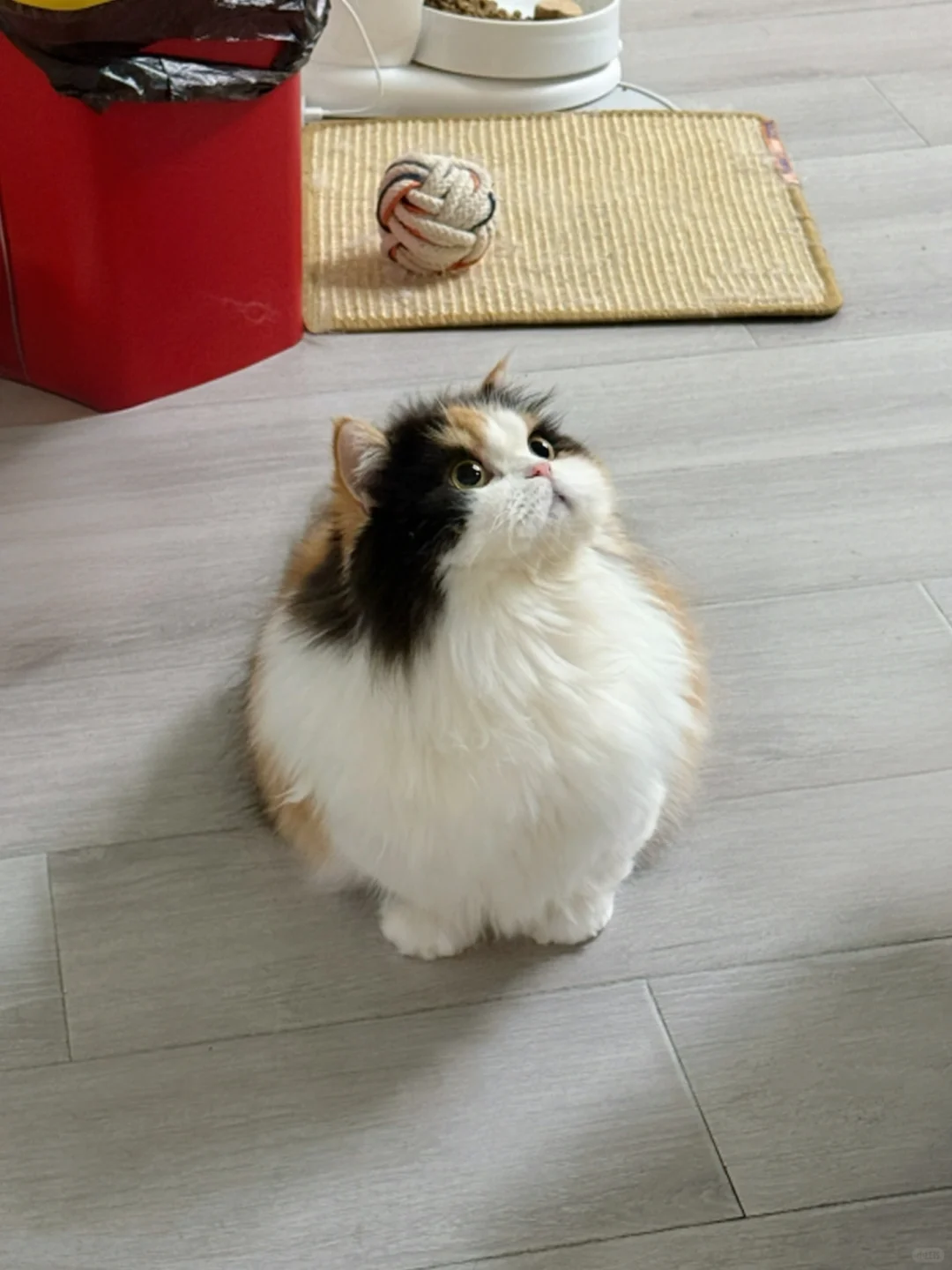 你有没有那种坐姿很端庄的猫咪照片