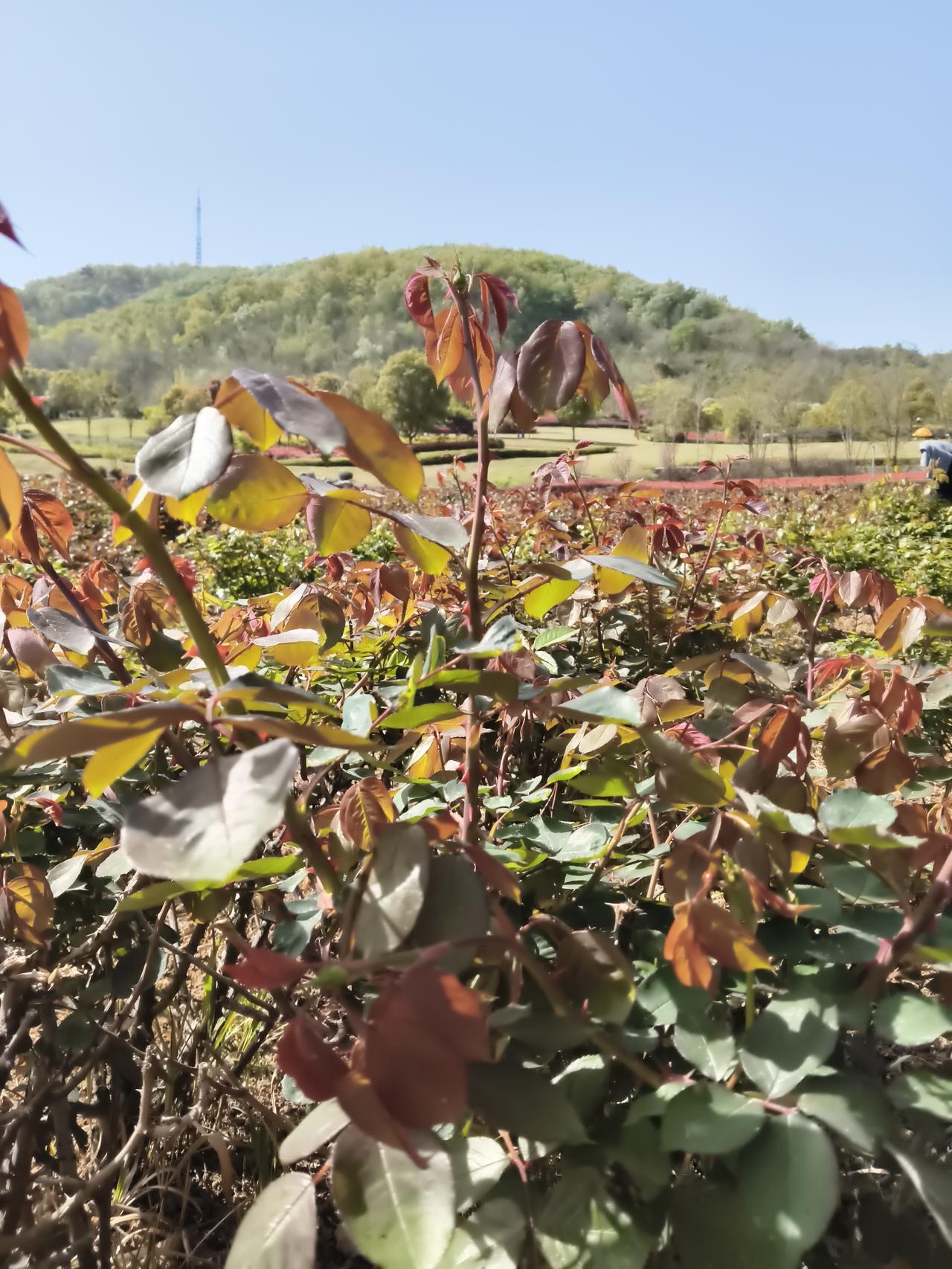 春日晴好，月季园里还未见繁花满枝，却自有一番生机盎然的景致。
 
成片的月季植株