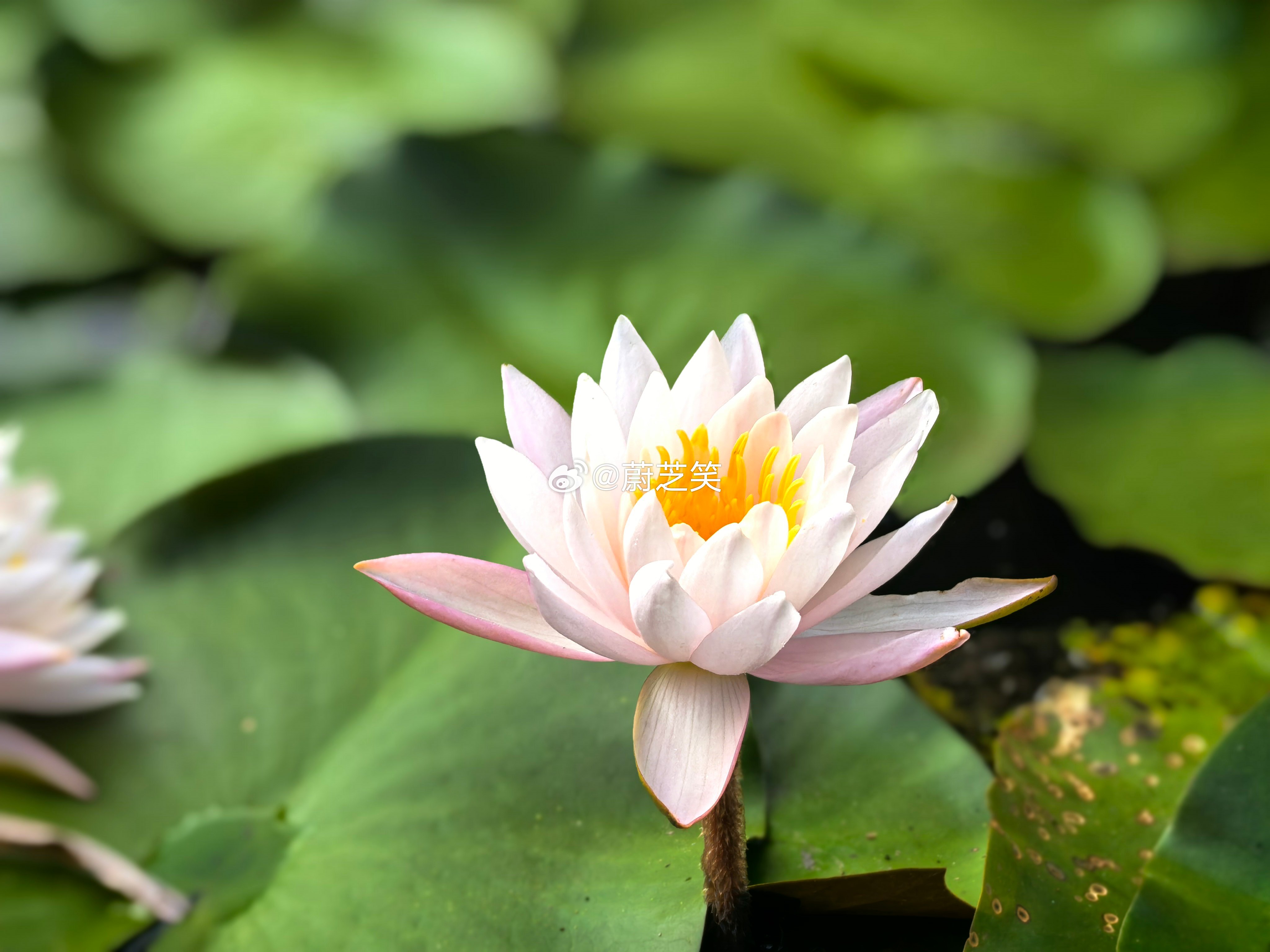 笑容的美食 夏日微风拂过，一池清雅氛围感拉满，慢下来感受这份悠然夏意～ 