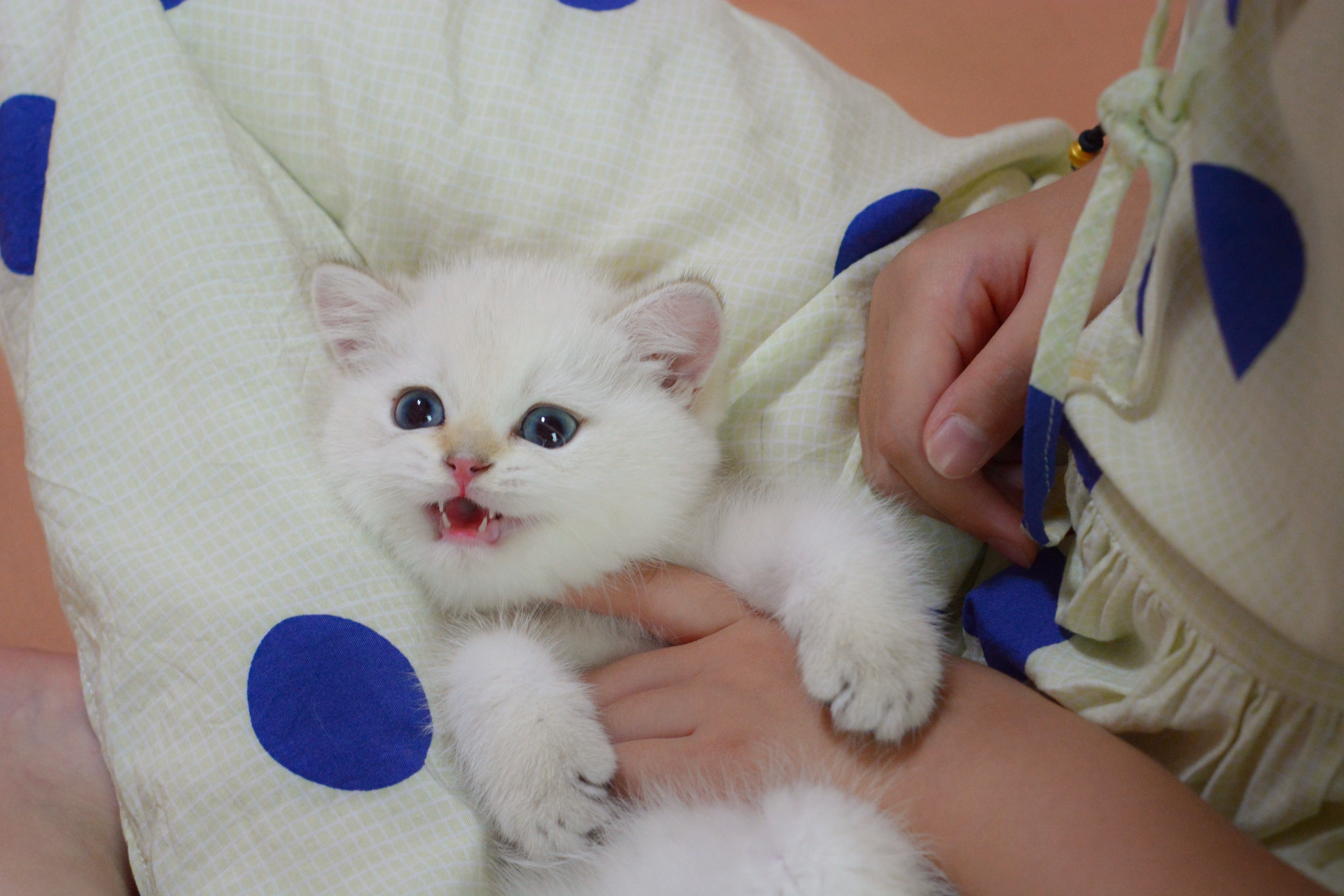 二狗的颜色就是那种刚烤完treetree的但是完全不焦的小面包恰！到！好！处！#