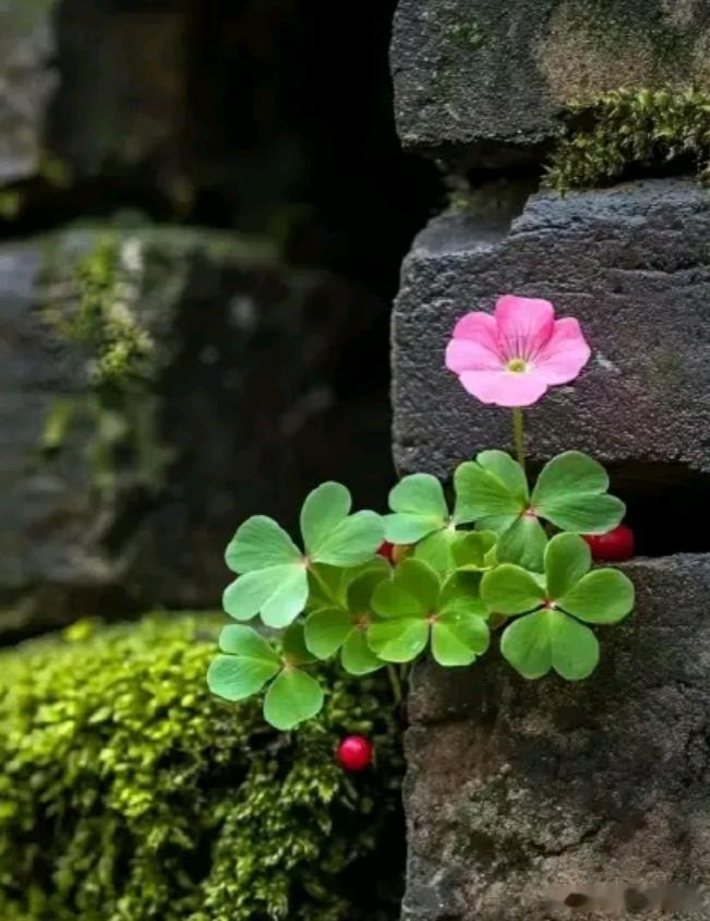 洋洋高锐”谁的梦·不是梦◎心……就是这样一辈子想芬芳一辈子……无人问津◎她……多